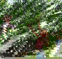 Forest Range Cherries - Stayed