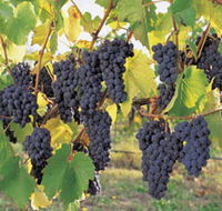 Hills Short Wine and Food Trail - Stayed