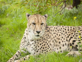 Monarto Open Range Zoo - Stayed 3