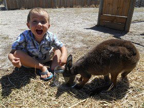 Animal Farm Goolwa - Stayed 0