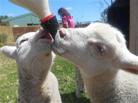 Animal Farm Goolwa - Stayed 1