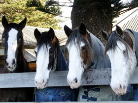 Victor Harbor Horse Drawn Tramway - Stayed 0