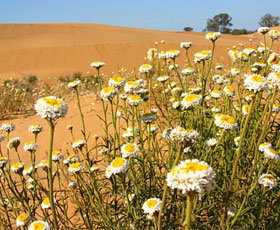 Perry Sandhills - Stayed 1