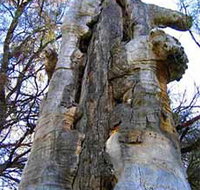 Junction Island Nature Reserve Canoe Tree and Walking Track - Stayed