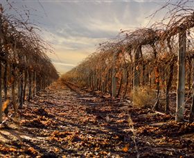 Andrew Peace Wines - Stayed 2