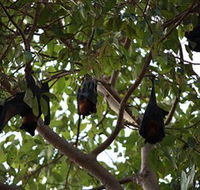 Manngarre Rainforest Walk - Stayed