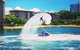 Darwin Flyboarding - thumb 0