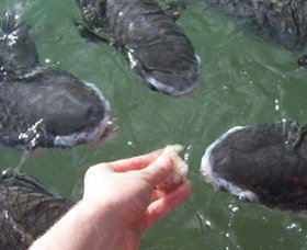 Aquascene - Stayed 1