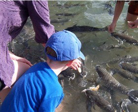 Aquascene - Stayed 0