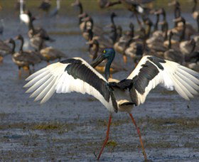 Nature's Way - Stayed 1