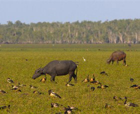 Nature's Way - Stayed 4