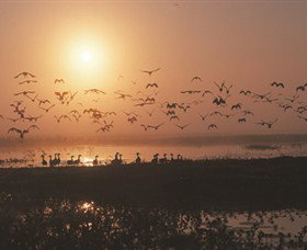 Nature's Way - Stayed 6