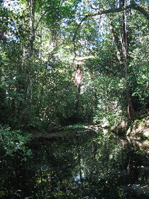 Misty Mountains Wilderness Walking Tracks - Stayed 0