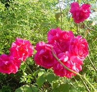 Bishop's Lodge Historic House and Heritage Rose Garden - Stayed