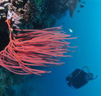 Eddy Reef Dive Site - Stays Accommodation