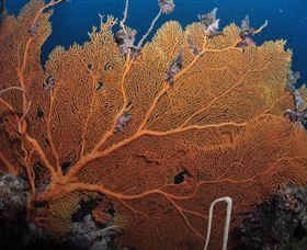 Eddy Reef Dive Site - Stayed 3