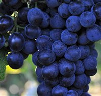 De Bortoli Wines Bilbul - Stayed