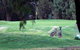 Deniliquin Golf Club - thumb 2