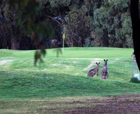 Deniliquin Golf Club - Stayed 2