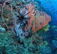 SS Yongala Dive Site - Stayed