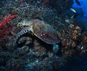SS Yongala Dive Site - Stayed 3