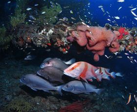 SS Yongala Dive Site - Stayed 2