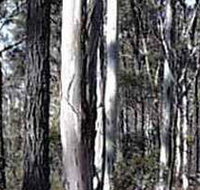 Kooyoora State Park - Stayed