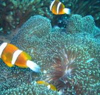 Davies Reef Dive Site - Stayed