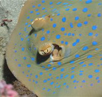 Jorgey's Patch Dive Site - Stayed