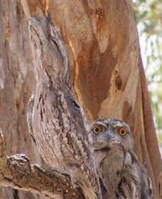 Bird Watching - Stayed 0