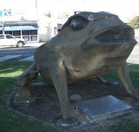 Big Cane Toad - Stayed