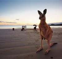 Wallabies on the Beach at Cape Hillsborough - Stayed