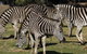 Taronga Western Plains Zoo, Dubbo - thumb 5