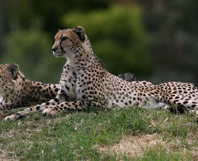 Taronga Western Plains Zoo, Dubbo - Stayed 6