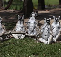 Savannah Visitor Plaza Taronga Western Plains Zoo Dubbo - Stayed