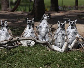Savannah Visitor Plaza, Taronga Western Plains Zoo Dubbo - Stayed 0