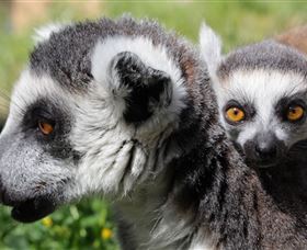 Savannah Visitor Plaza, Taronga Western Plains Zoo Dubbo - Stayed 1