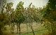 Red Earth Estate Vineyard - thumb 8