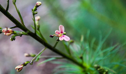 Lynchs Loop Trail - Stayed 2