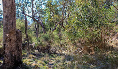 Eualdrie Walking Track - Stayed 1