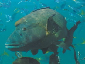 Fairey Reef - Stayed 1