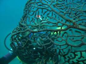 Fairey Reef - Stayed 3