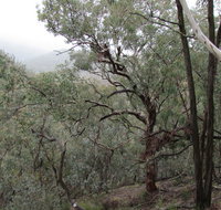 Mount Murga walking track - Stayed