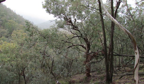 Mount Murga Walking Track - Stayed 0