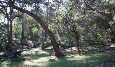 Mount Nangar Walking Track - Stayed 1