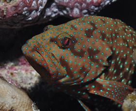 Challenger Bay Dive Site - Stayed 3