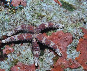 Challenger Bay Dive Site - Stayed 2