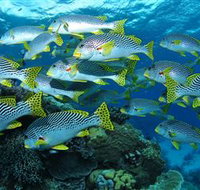 Challenger Bay Dive Site - Stayed