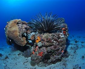 Challenger Bay Dive Site - Stayed 1