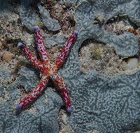 Clam Gardens Dive Site - Stayed